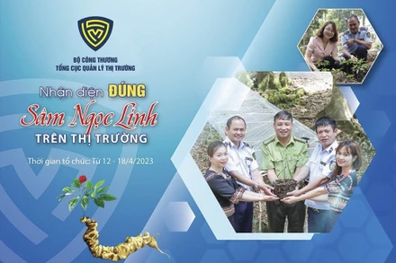 Cần tăng cường nắm bắt thông tin, kịp thời xử lý các vi phạm nhằm bảo vệ thương hiệu sâm Ngọc Linh.