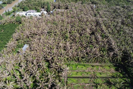 Nhiều vườn dừa ở xã Xuân Đông, huyện Chợ Gạo, tỉnh Tiền Giang bị sâu đầu đen gây thiệt hại nặng.