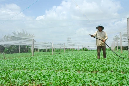 Trồng rau màu ở hợp tác xã rau Tân Đông, huyện Gò Công Đông, tỉnh Tiền Giang.