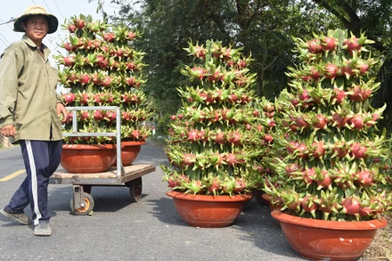 Thanh long chậu được tập hợp chờ giao cho khách.