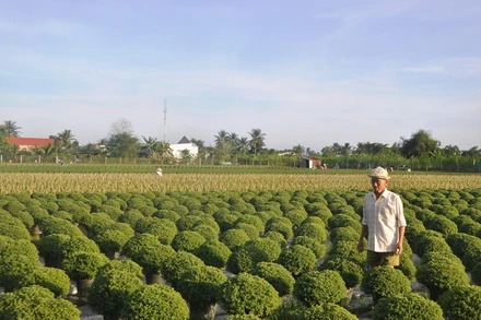 Làng hoa Mỹ Tho, xã Mỹ Phong, thành phố Mỹ Tho.