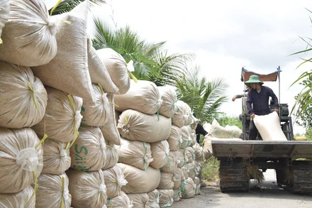 Lúa để ven bờ kênh ở xã Thạnh Lộc, huyện Cai Lậy (Tiền Giang) chờ thương lái đến thu mua.
