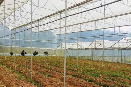 Nguồn vốn vay được Hợp tác xã dịch vụ nông nghiệp tổng hợp Tân Tiến, thành phố Đà Lạt (Lâm Đồng) đầu tư hiệu quả.