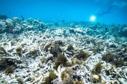 Rạn san hô Great Barrier ở Australia. (Ảnh: Kyodo/TTXVN)