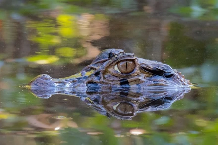 [Video] Kỳ tích 36 giờ sống sót giữa đầm lầy cá sấu sau tai nạn máy bay ở Amazon
