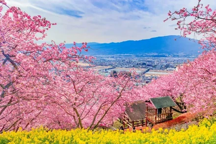 [Video] Rực rỡ hoa anh đào đầu mùa tại Kawazu, Nhật Bản