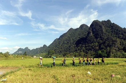 Trên cánh đồng Rục Làn. Ảnh: Hương Giang