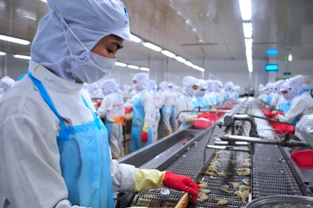 Chế biến tôm xuất khẩu tại nhà máy của Tập đoàn Minh Phú (Cà Mau). (Ảnh: Hữu Tùng)