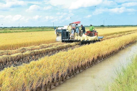 Thu hoạch lúa tại đồng bằng sông Cửu Long. 