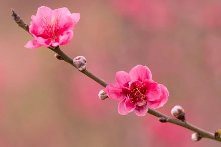 Mời bạn đọc và cộng tác viên gửi bài, tranh, ảnh... cho Báo Nhân Dân Tết Ất Tỵ 2025 