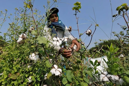Ảnh minh họa. Nguồn: Reuters
