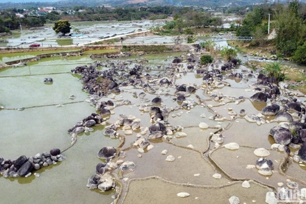 Những hòn đá lớn, nhỏ "mọc" trên cánh đồng lúa Mê Ka, xã Đạ Tông, huyện Đam Rông, tỉnh Lâm Đồng tạo nên khung cảnh kỳ thú.