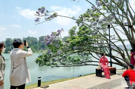 Đà Lạt mùa hoa phượng tím.