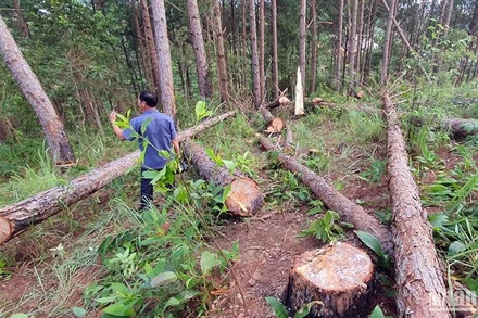 Hiện trường vụ triệt hạ rừng thông.