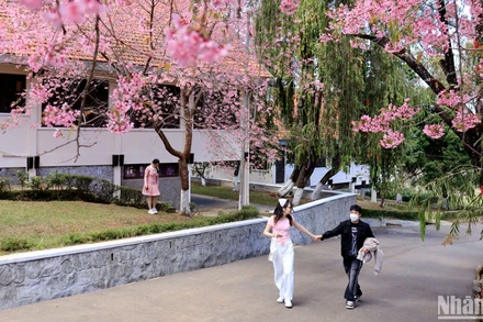 Lãng mạn không gian hoa mai anh đào trên phố núi Đà Lạt.