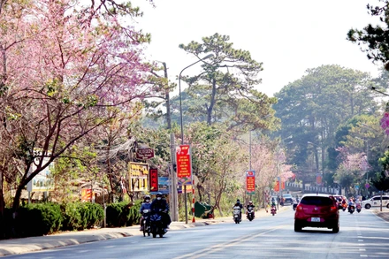 Đường Trần Hưng Đạo, thành phố Đà Lạt, tỉnh Lâm Đồng, được ví là "cung đường mùa xuân" thắm sắc mai anh đào. 