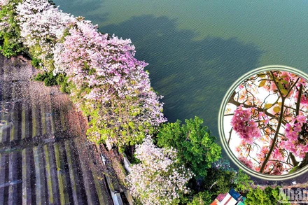 Miên man sắc hoa hồng phấn trên vùng đất B’Lao xưa, nay là thành phố Bảo Lộc, tỉnh Lâm Đồng.