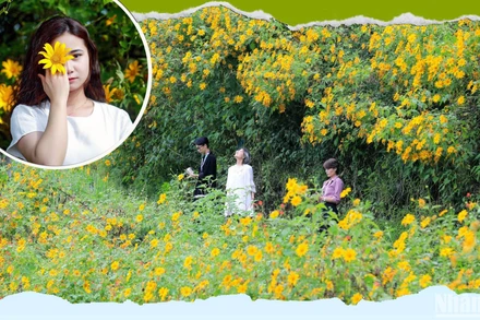 Dã quỳ dệt thảm vàng bên những triền thung trong mùa nắng lạnh ven đô Đà Lạt.