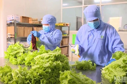 Sản xuất nông nghiệp hữu cơ bền vững tại Lâm Đồng.