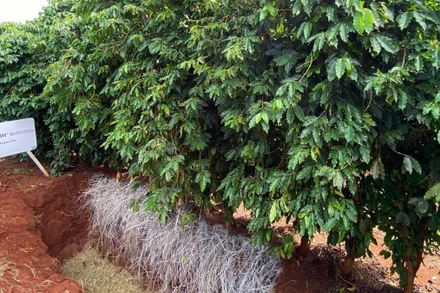 Khảo nghiệm Vaniva® 450SC giải pháp tiên tiến phòng trị tuyến trùng và vàng lá thối rễ trên cây trồng. 