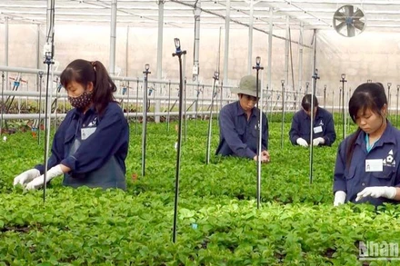 Sản xuất nông nghiệp công nghệ cao tại thành phố Đà Lạt, tỉnh Lâm Đồng.