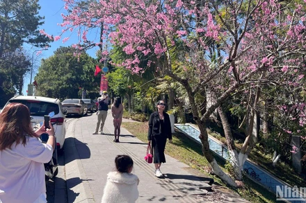 Hoa mai anh đào Đà Lạt bung cánh đúng dịp Tết thu hút khách du xuân. 