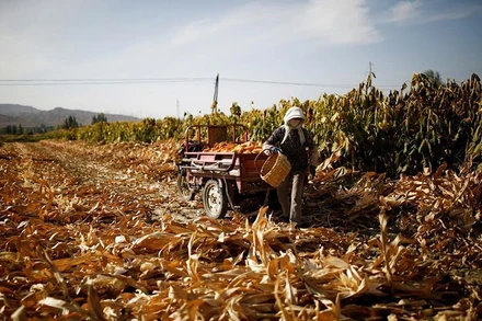 Ảnh minh họa. Nguồn: Reuter