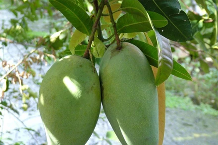 [Video] Xoài Suối Lớn của tỉnh Đồng Nai