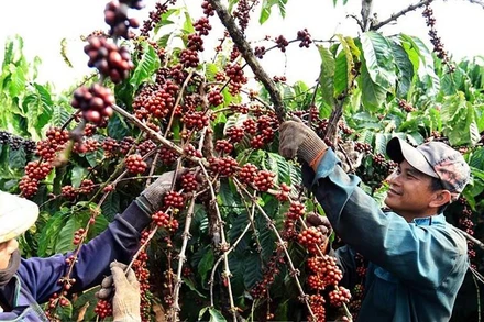 Thu hoạch cà-phê. Ảnh: TTXVN