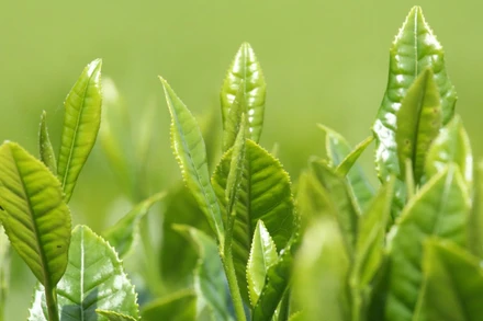 Lá xanh từ đất - Hương thơm từ trời