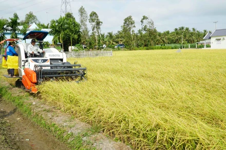 Thu hoạch lúa ST25 tại Sóc Trăng.