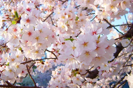 Khẳng định mối quan hệ đối tác tin cậy Việt Nam-Nhật Bản