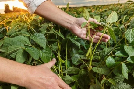  Giá nông sản và kim loại lấy lại đà tăng