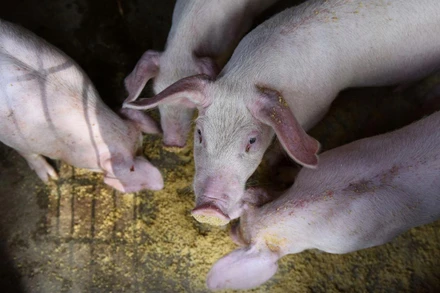 Ảnh minh họa. (Nguồn: Reuters)