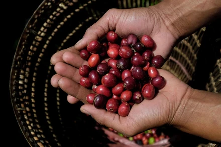 Chỉ số MXV-Index phục hồi sau chuỗi giảm 5 tuần liên tiếp