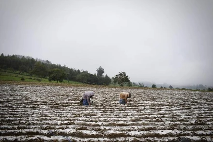 Ảnh minh họa. (Nguồn: FAO)