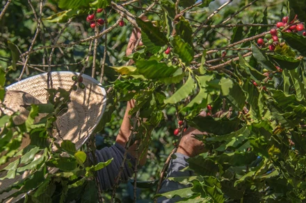  Thị trường hàng hóa nguyên liệu suy yếu trong hai ngày đầu tuần