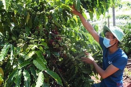 Thu hoạch cà-phê.