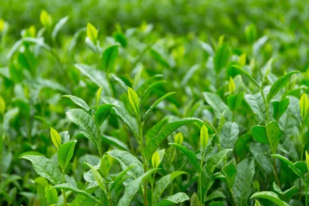 [Video] Nhất Đinh trà - Trứ danh đệ nhất danh trà