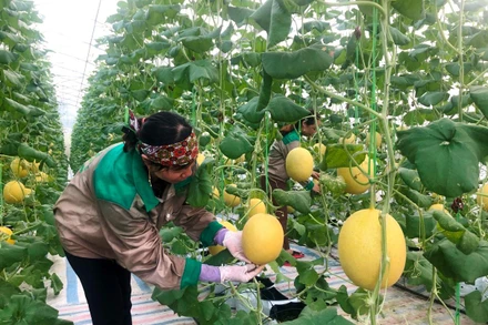 Ảnh minh họa: Quang Thọ