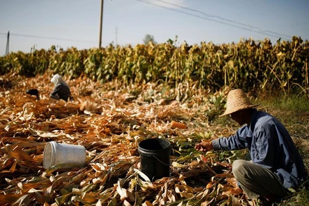 Ảnh minh họa. (Nguồn: Reuters)