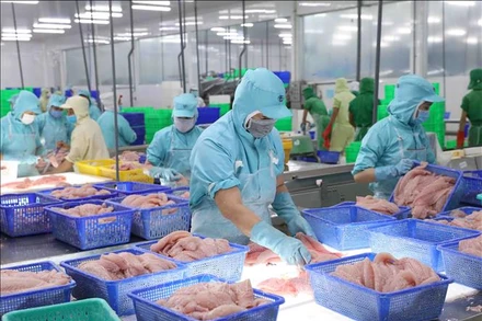 Chế biến cá tra xuất khẩu tại nhà máy của Tập đoàn Sao Mai, tỉnh An Giang. (Ảnh minh họa: TTXVN)