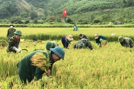 Cán bộ Binh đoàn 15 gặt lúa giúp nông dân huyện Lệ Thủy, tỉnh Quảng Bình.