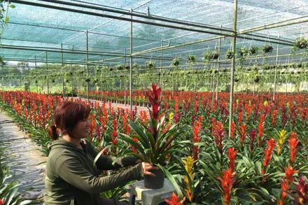 Bà Nguyễn Thị Nga ở Bến Tre ứng dụng công nghệ cao trong sản xuất hoa treo để cung ứng cho thị trường. (Ảnh: HOÀNG TRUNG)