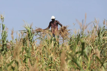 Một nông dân Kenya nhổ bỏ cánh đồng ngô bị thất thu do hạn hán, ở Kenya, ngày 16/2/2022. (Ảnh: REUTERS)