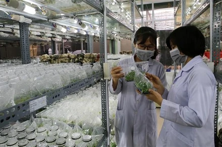 Ảnh minh họa: Công ty TNHH MTV Lâm nghiệp Tiền Phong (Thừa Thiên-Huế) nghiên cứu ứng dụng công nghệ sinh học bằng phương pháp nuôi cấy mô tế bào tạo cây giống tốt phục vụ trồng rừng. (Nguồn: TTXVN)