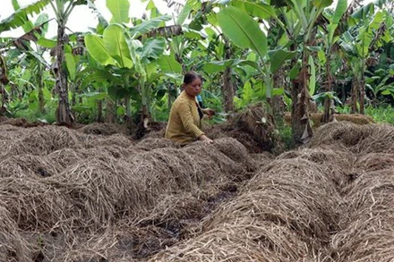 Sau khi rơm được ủ làm nấm rơm, người dân sẽ tận dụng để phủ gốc cây, tạo dinh dưỡng cho đất. (Ảnh: TTXVN)