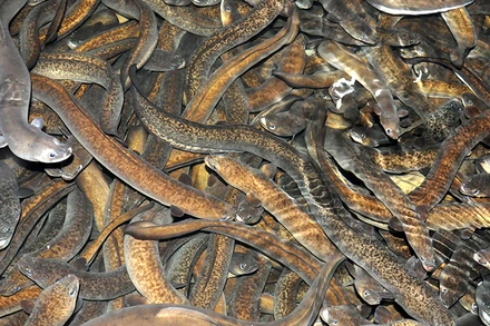 Cá chình bông Phú Yên. (Ảnh: Báo Dân Việt)