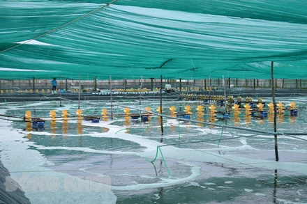 Mô hình nuôi tôm công nghệ cao ở huyện Thạnh Phú, tỉnh Bến Tre. (Ảnh: Báo Đồng Khởi)