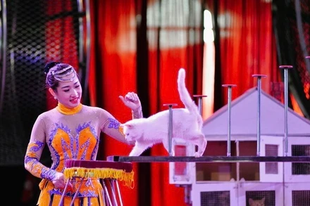 "Dưới sự hướng dẫn, huấn luyện của nghệ sĩ Bùi Huyền Trang, những chú mèo thực hiện được nhiều động tác xiếc thú vị".